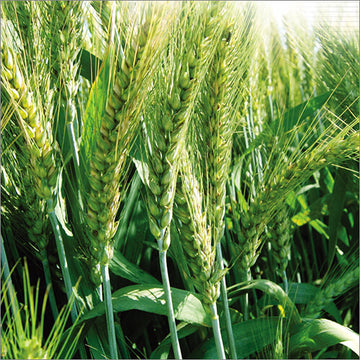 Wheat Seeds – Green