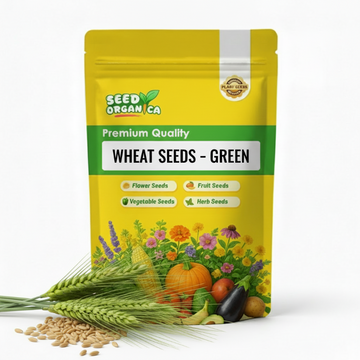 Wheat Seeds – Green