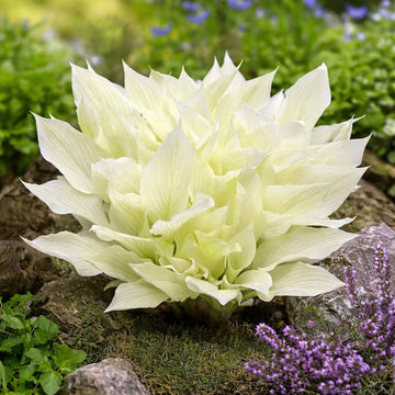 WhiteFeatherHostaSeeds_FlowerPlant