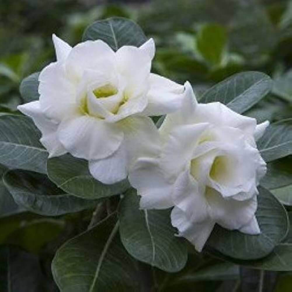 White Adenium Seeds 