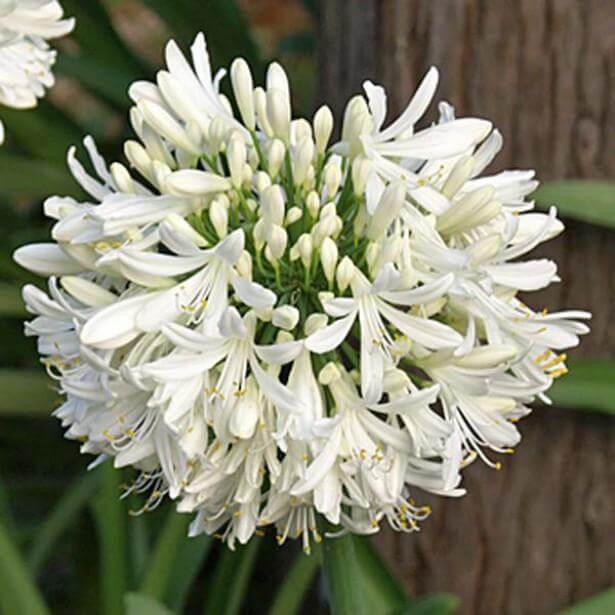 White Agapanthus Seeds