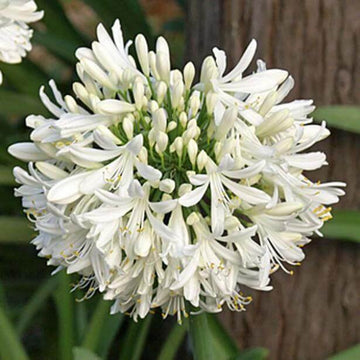 White Agapanthus Seeds