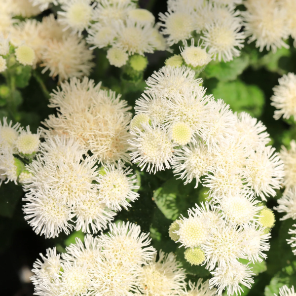 White Ageratum Seeds