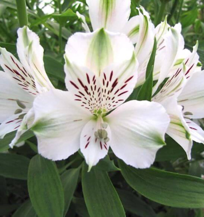 White Alstroemeria seeds