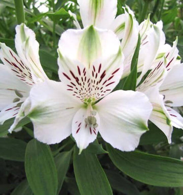 White Alstroemeria seeds
