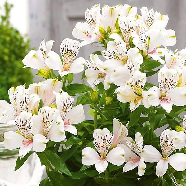 White Alstroemeria seeds