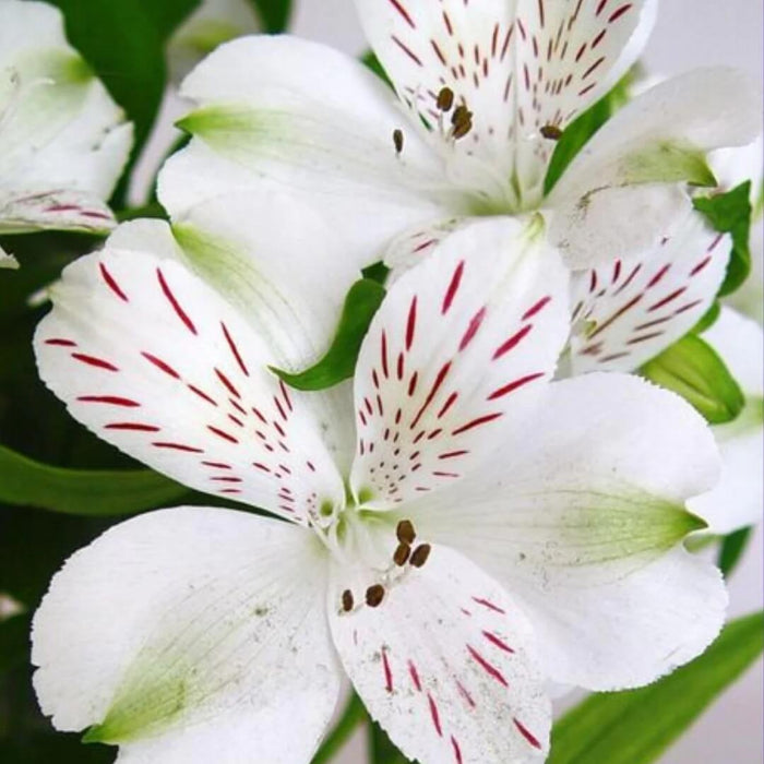 White Alstroemeria seeds