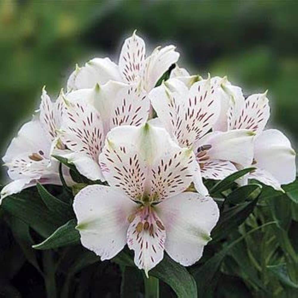 White Alstroemeria seeds