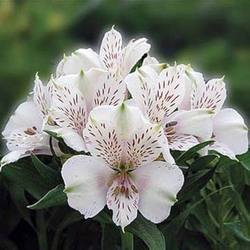 White Alstroemeria seeds