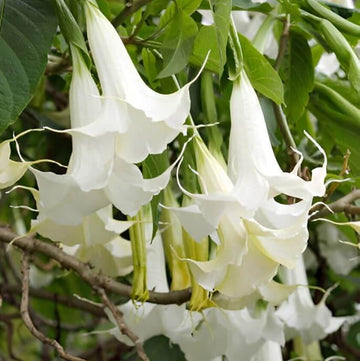 White Angels Trumpet Seeds - Flower Plant