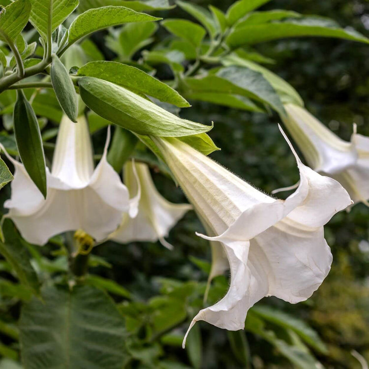 White Angels Trumpet Seeds - Flower Plant