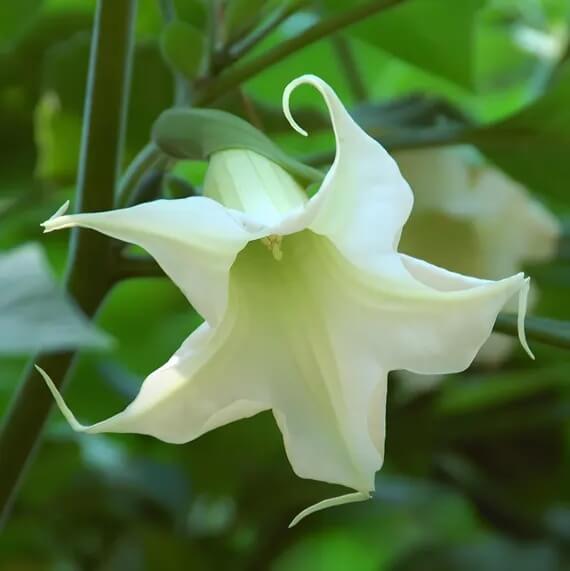 White Angels Trumpet Seeds - Flower Plant