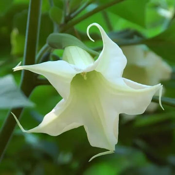 White Angels Trumpet Seeds - Flower Plant