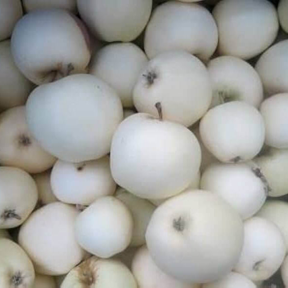 White Apple Seeds