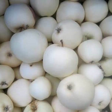 White Apple Seeds