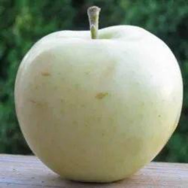 White Apple Seeds