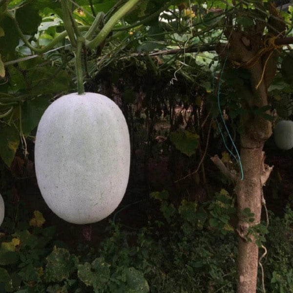 White Ash Gourd Winter Melon Seeds 