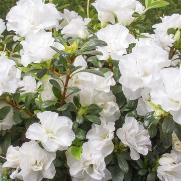 White Azalea Seeds 