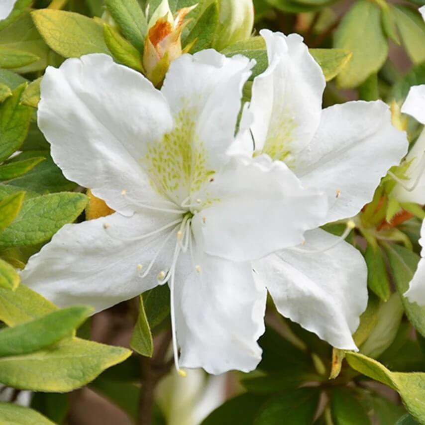 White Azalea Seeds 