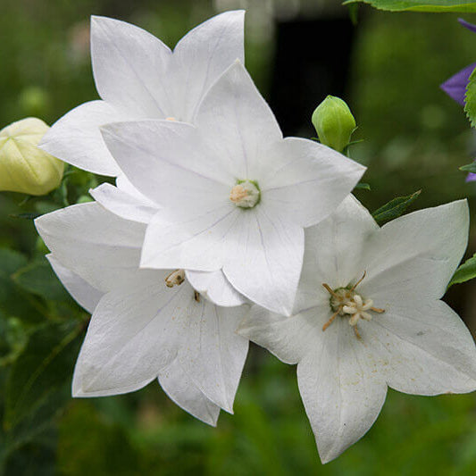 White Balloon  Seeds – Wildflower Mix, Heirloom