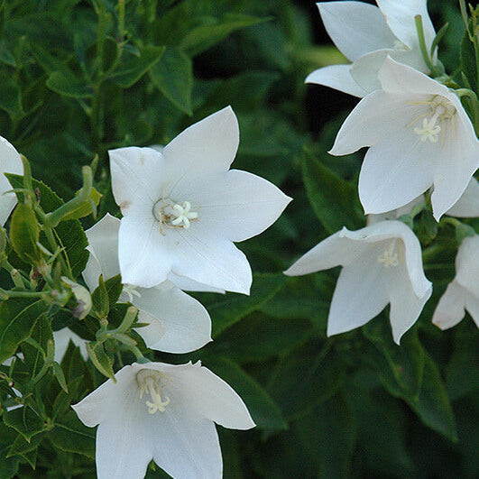 White Balloon  Seeds – Wildflower Mix, Heirloom