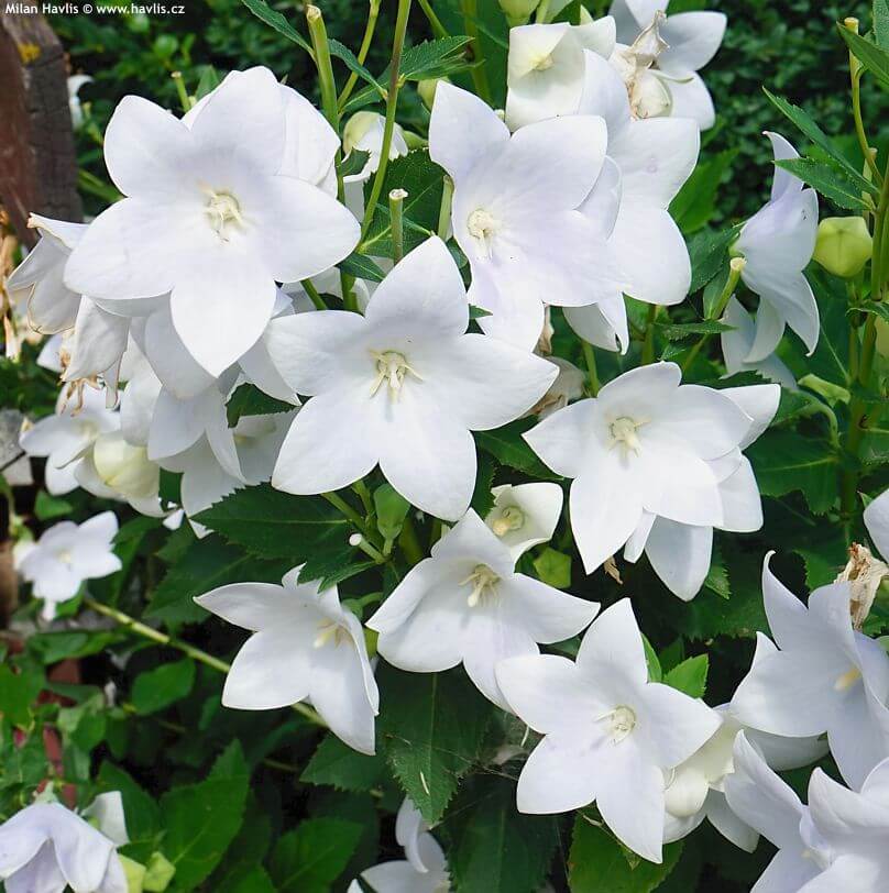 White Balloon  Seeds – Wildflower Mix, Heirloom