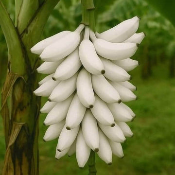 White Banana Seeds