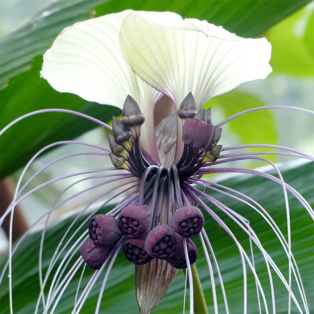 White Bat Seeds – Tacca Integrifolia