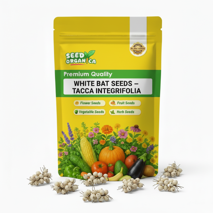 White Bat  Seeds – Tacca Integrifolia