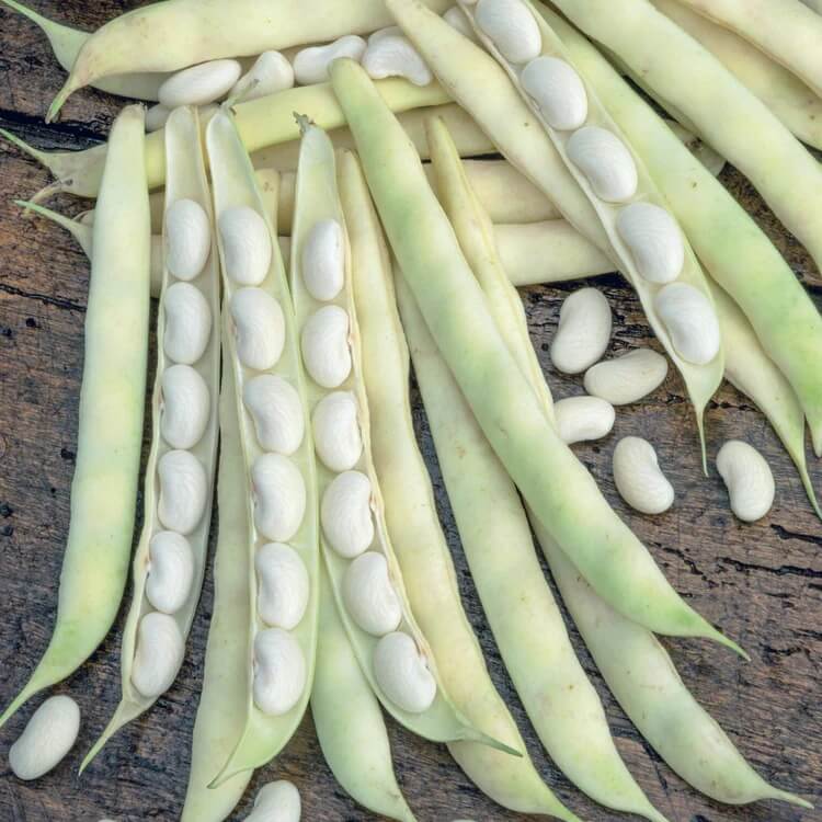 White Bean Seeds 