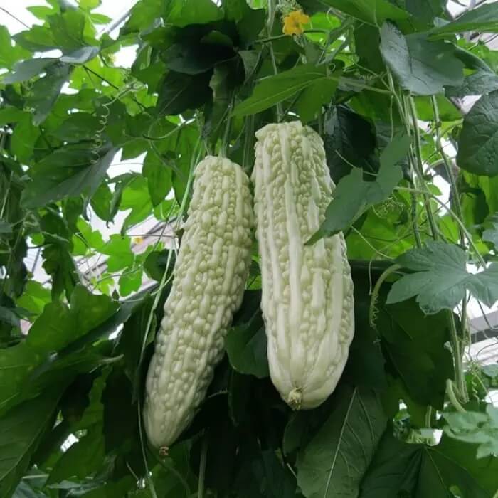 White Bitter Gourd Seeds 