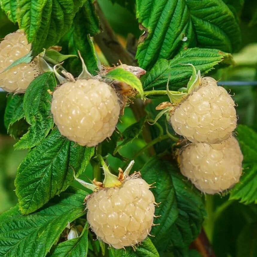 White Blackberry Seeds