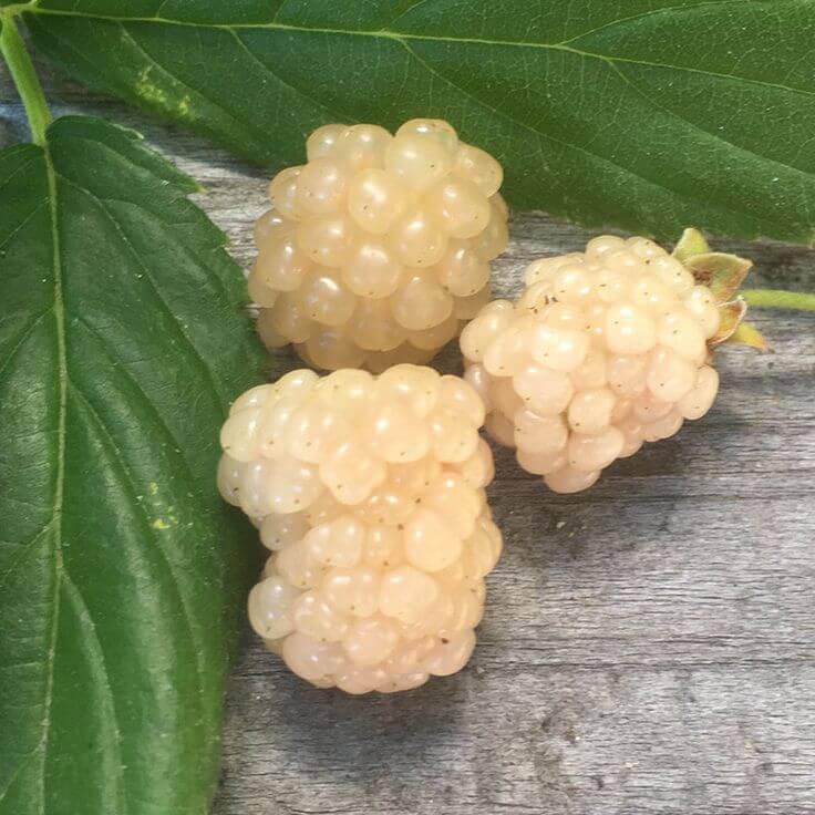 White Blackberry Seeds