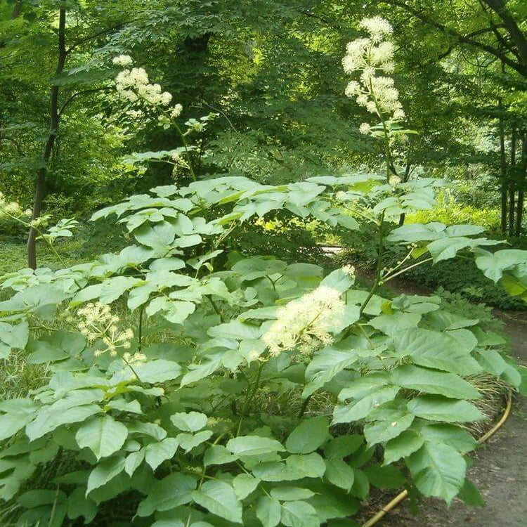 White Blanched Udo Seeds