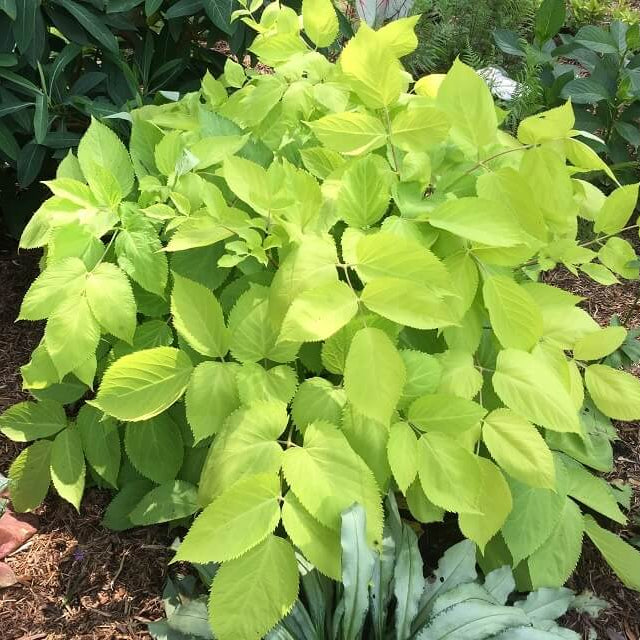 White Blanched Udo Seeds