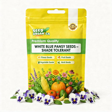 White Blue Pansy Seeds – Shade Tolerant