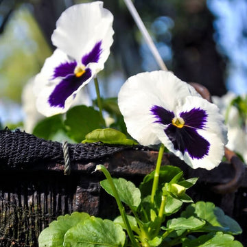 White Blue Pansy Seeds – Shade Tolerant, Heirloom & Non-GMO Variety