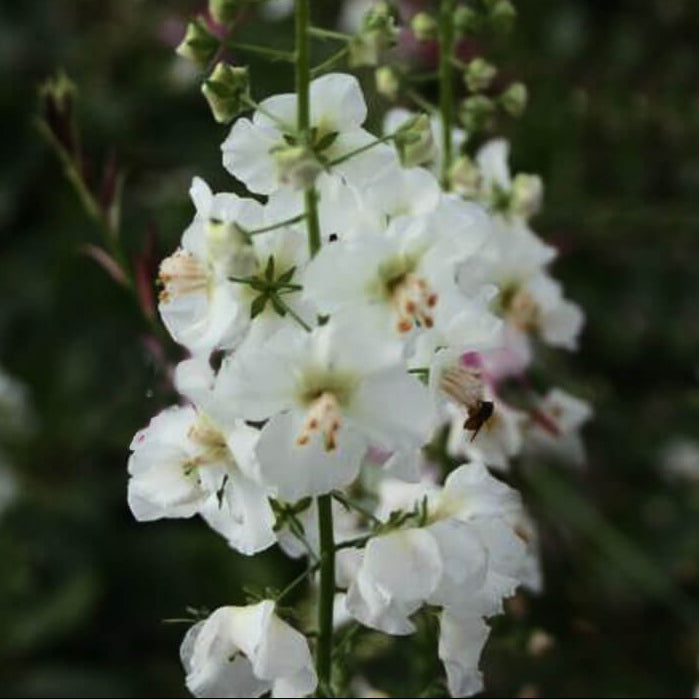 White Bride Verbascum Seeds