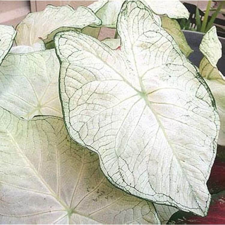 White Caladium Seeds 