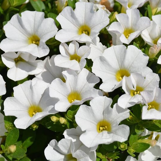 White Calibrachoa Seeds - Flower Plant