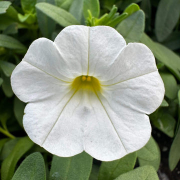 White Calibrachoa Seeds - Flower Plant