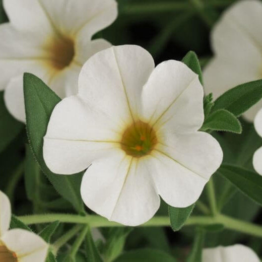 White Calibrachoa Seeds - Flower Plant