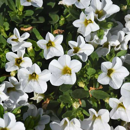 White Calibrachoa Seeds - Flower Plant