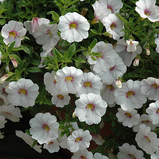 White Calibrachoa Seeds - Flower Plant