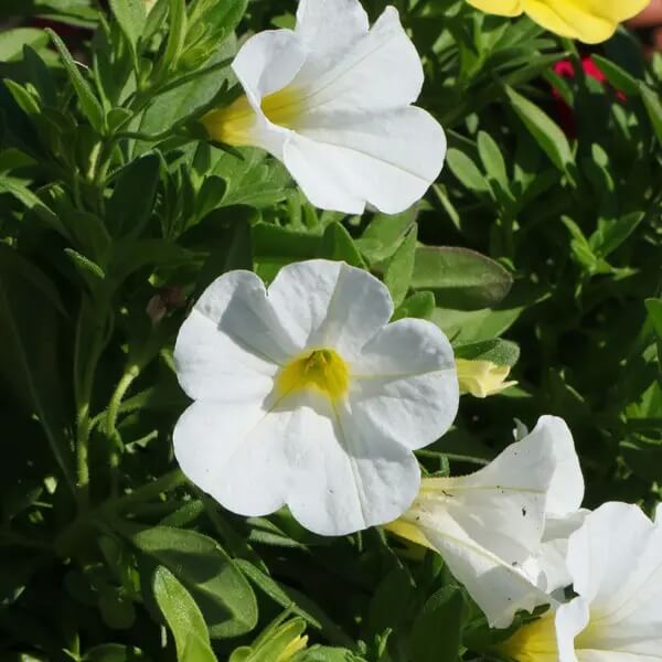 White Calibrachoa Seeds - Flower Plant