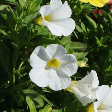 White Calibrachoa Seeds - Flower Plant