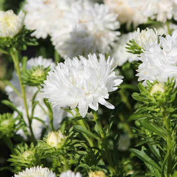 White Callistephus Aster Seeds 