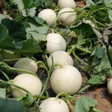 White Cantaloupe Melon Seeds
