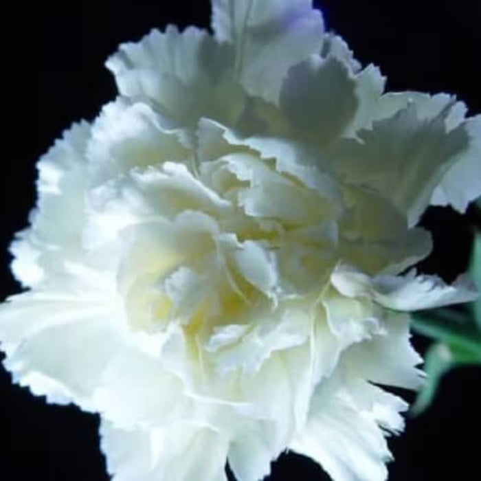 White Carnation Flower Seeds