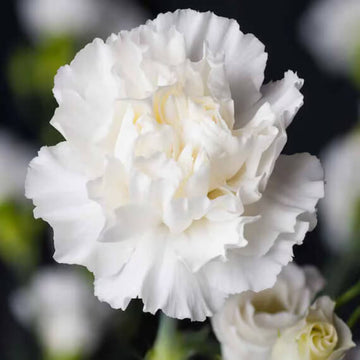 White Carnation Flower Seeds